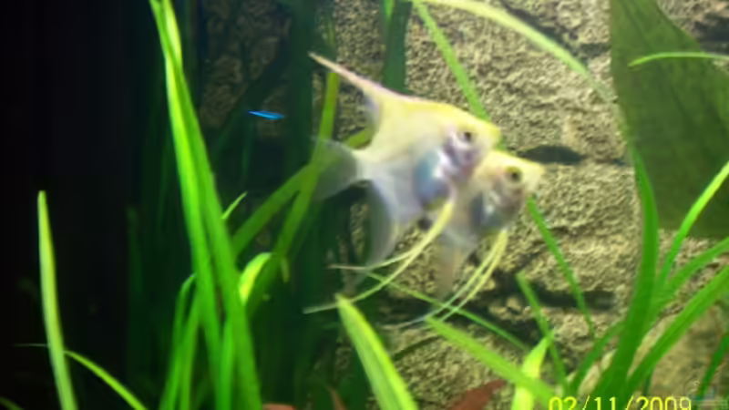 Besatz im Aquarium Becken 15187 von Andreas Zollmann (12)