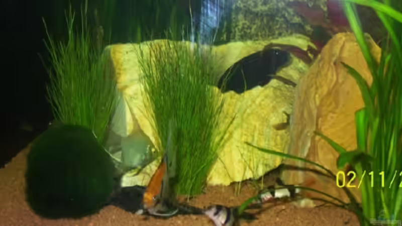 Besatz im Aquarium Becken 15187 von Andreas Zollmann (13)