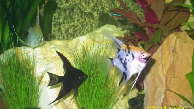 Besatz im Aquarium Becken 15187 von Andreas Zollmann (14)