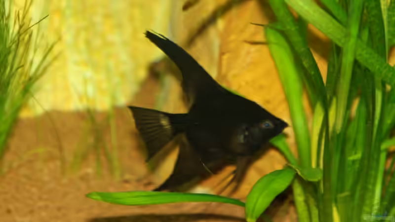 Besatz im Aquarium Becken 15187 von Andreas Zollmann (15)