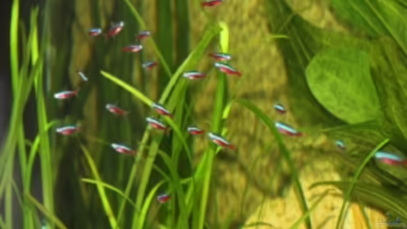 Besatz im Aquarium Becken 15187 von Andreas Zollmann (16)