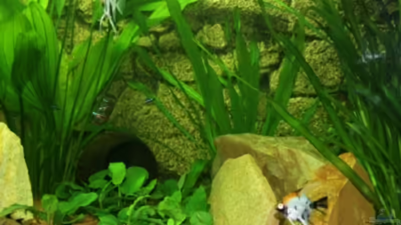 Besatz im Aquarium Becken 15187 von Andreas Zollmann (17)