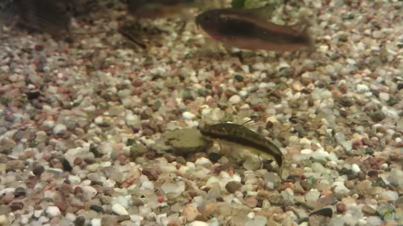 Besatz im Aquarium Becken 15190 von Cristian (18)