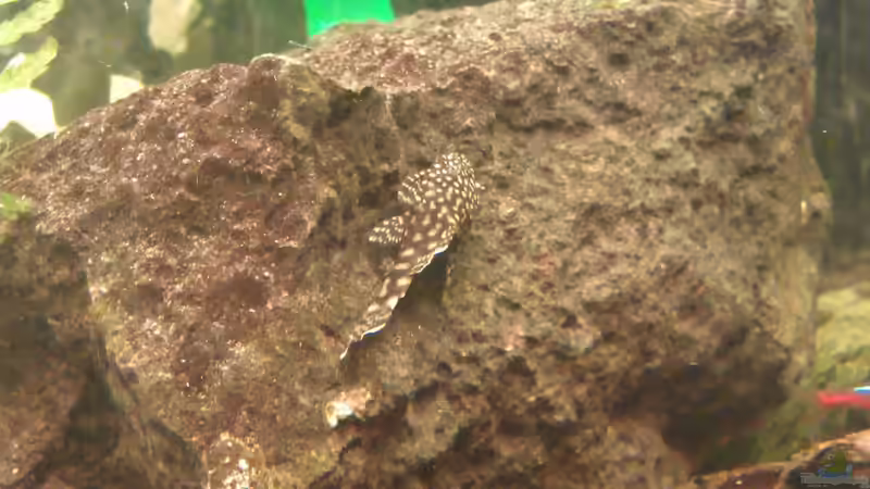 Besatz im Aquarium Becken 15190 von Cristian (19)