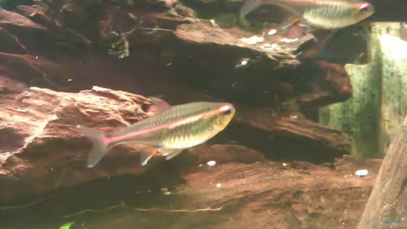 Besatz im Aquarium Becken 15190 von Cristian (20)