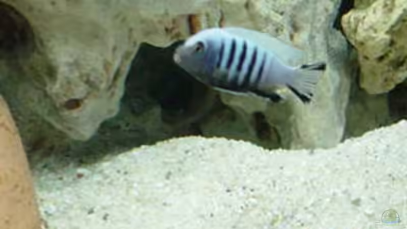 Besatz im Aquarium Becken 152 von Thomas Freund (7)