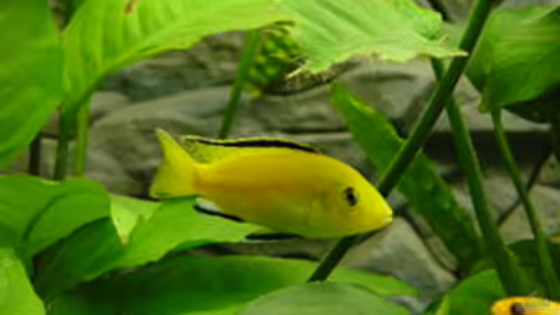 Besatz im Aquarium Becken 152 von Thomas Freund (9)