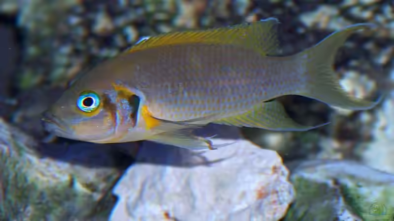 Besatz im Aquarium Becken 15248 von Thomas Jansen (2)