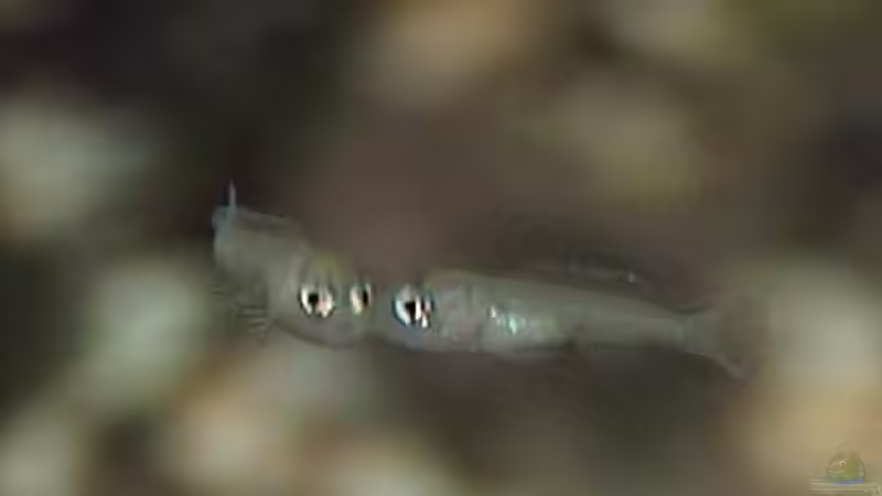 Besatz im Aquarium Becken 15248 von Thomas Jansen (3)