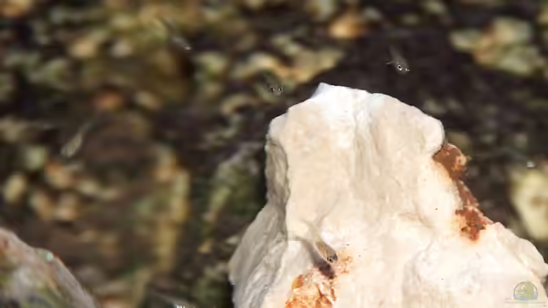 Besatz im Aquarium Becken 15248 von Thomas Jansen (4)