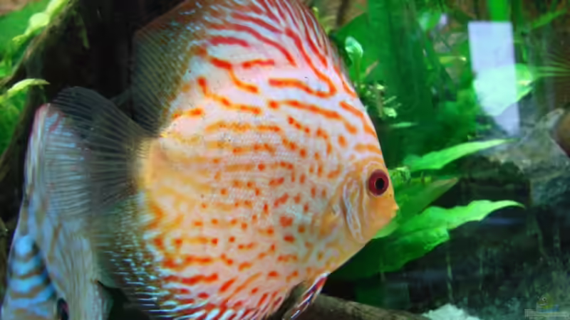 Besatz im Aquarium Becken 15267 von Chris85 (10)