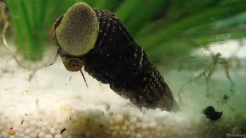 Besatz im Aquarium Becken 15267 von Chris85 (12)