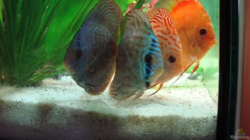 Besatz im Aquarium Becken 15267 von Chris85 (6)