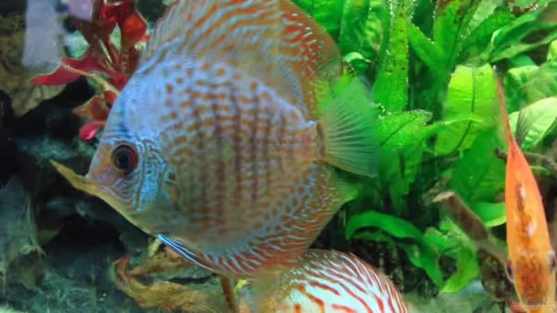 Besatz im Aquarium Becken 15267 von Chris85 (7)