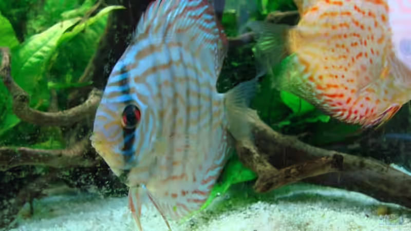 Besatz im Aquarium Becken 15267 von Chris85 (8)