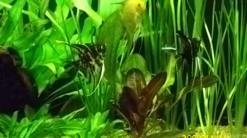 Besatz im Aquarium Becken 15278 von Spunk (15)