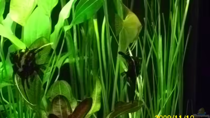 Besatz im Aquarium Becken 15278 von Spunk (16)