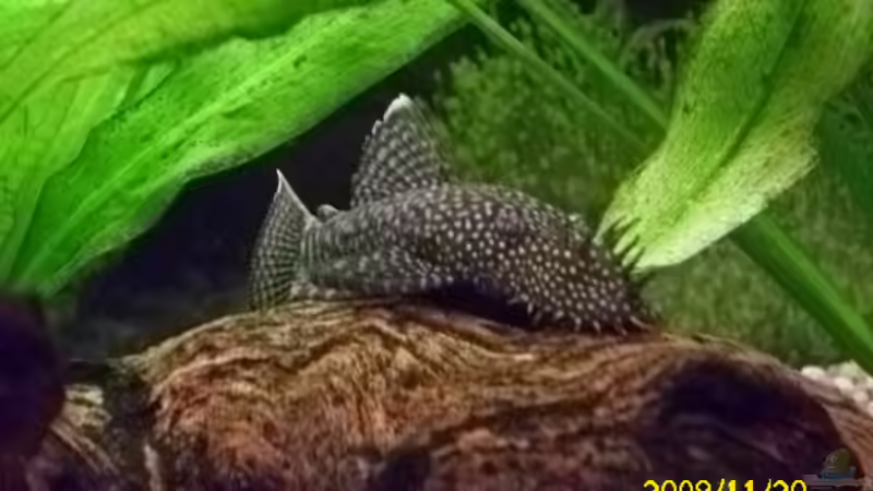 Besatz im Aquarium Becken 15278 von Spunk (17)