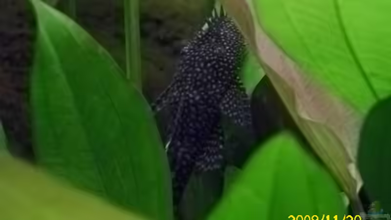 Besatz im Aquarium Becken 15278 von Spunk (18)