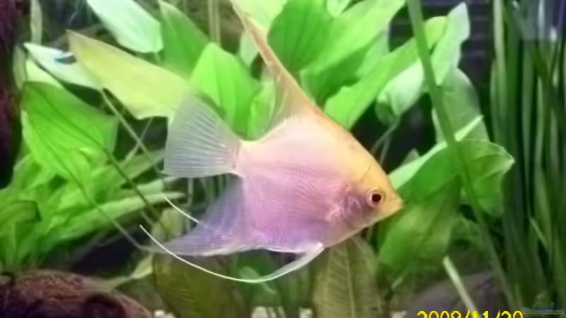 Besatz im Aquarium Becken 15278 von Spunk (22)