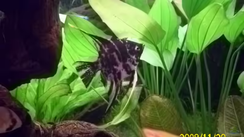 Besatz im Aquarium Becken 15278 von Spunk (23)