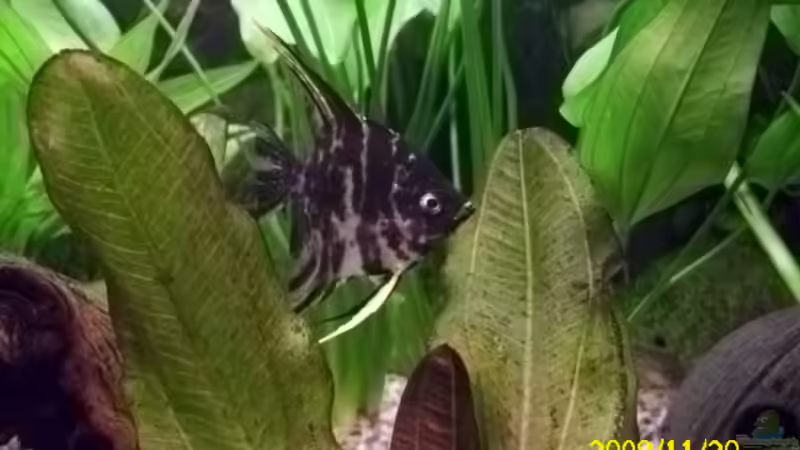 Besatz im Aquarium Becken 15278 von Spunk (24)