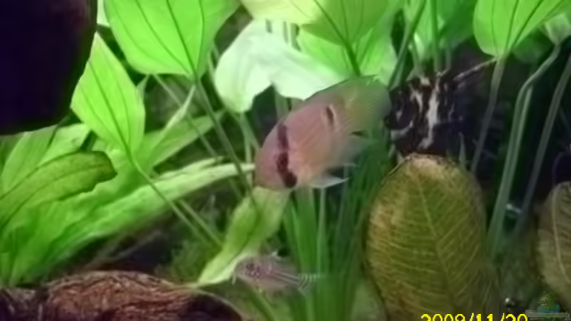 Besatz im Aquarium Becken 15278 von Spunk (26)