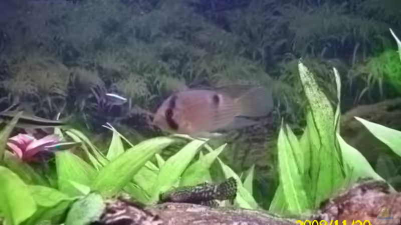 Besatz im Aquarium Becken 15278 von Spunk (27)