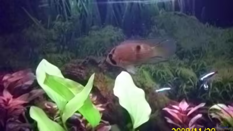 Besatz im Aquarium Becken 15278 von Spunk (28)