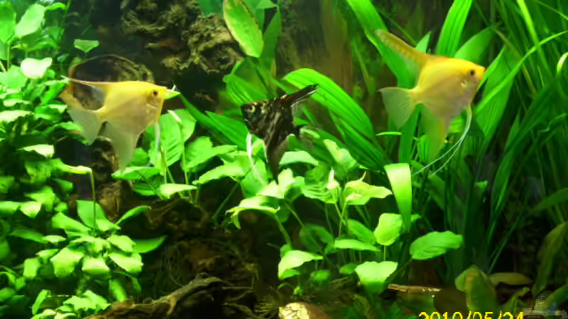 Besatz im Aquarium Becken 15278 von Spunk (29)