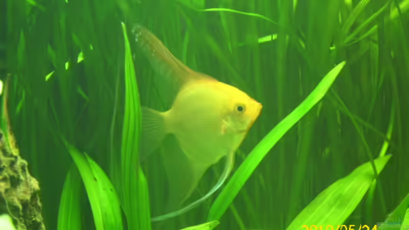 Besatz im Aquarium Becken 15278 von Spunk (32)