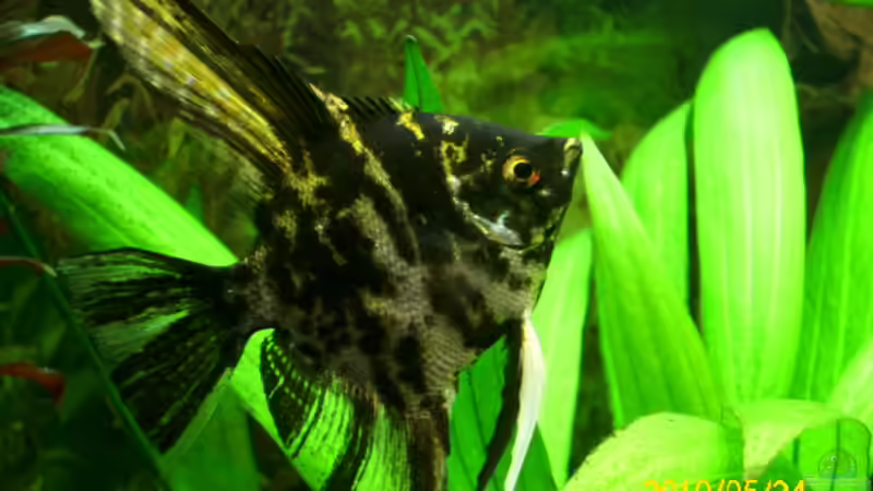 Besatz im Aquarium Becken 15278 von Spunk (33)