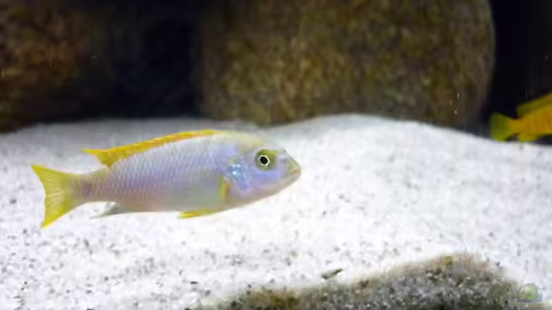 Besatz im Aquarium Becken 15282 von Yellow Man (16)