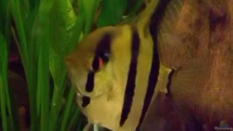 Besatz im Aquarium Becken 15293 von rattenfreak (20)