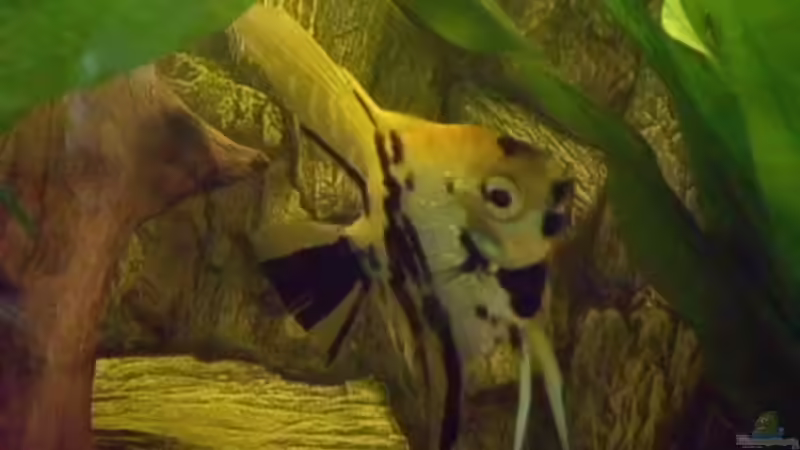 Besatz im Aquarium Becken 15293 von rattenfreak (21)