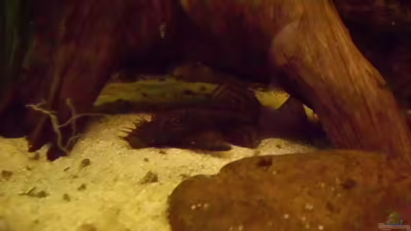 Besatz im Aquarium Becken 15293 von rattenfreak (22)