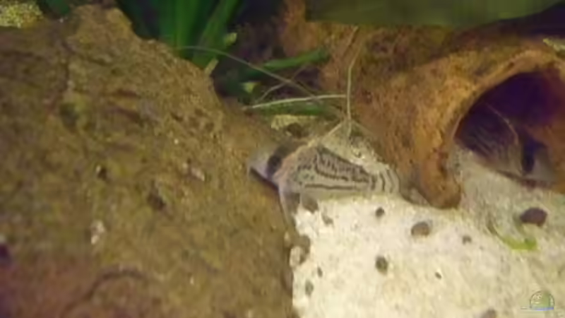 Besatz im Aquarium Becken 15293 von rattenfreak (23)