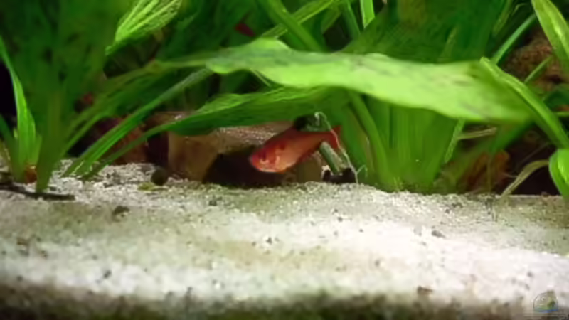 Besatz im Aquarium Becken 15293 von rattenfreak (25)