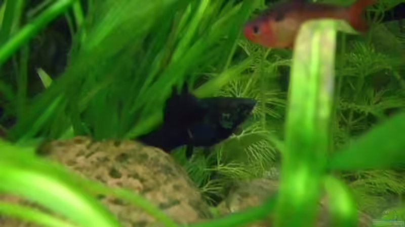 Besatz im Aquarium Becken 15293 von rattenfreak (26)