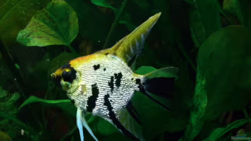 Besatz im Aquarium Becken 15293 von rattenfreak (27)