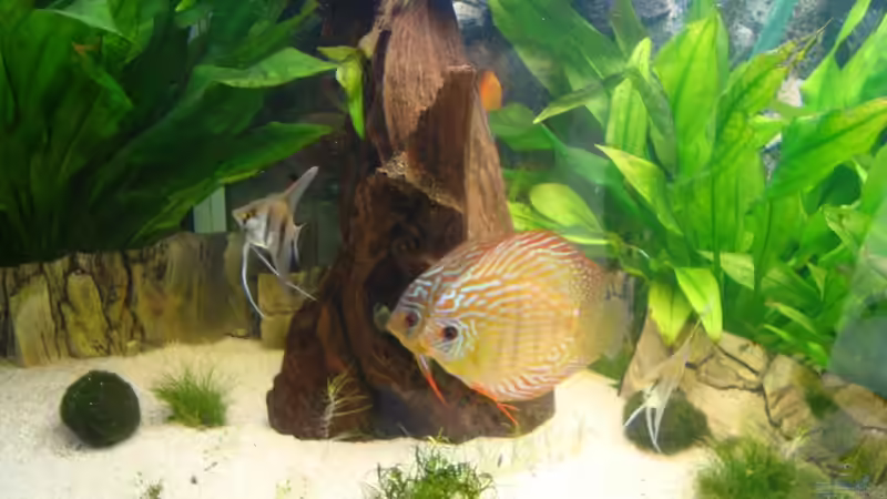 Besatz im Aquarium Becken 15331 von Jens Gebers (11)