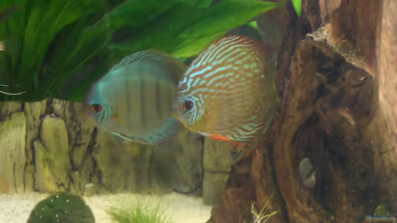 Besatz im Aquarium Becken 15331 von Jens Gebers (12)