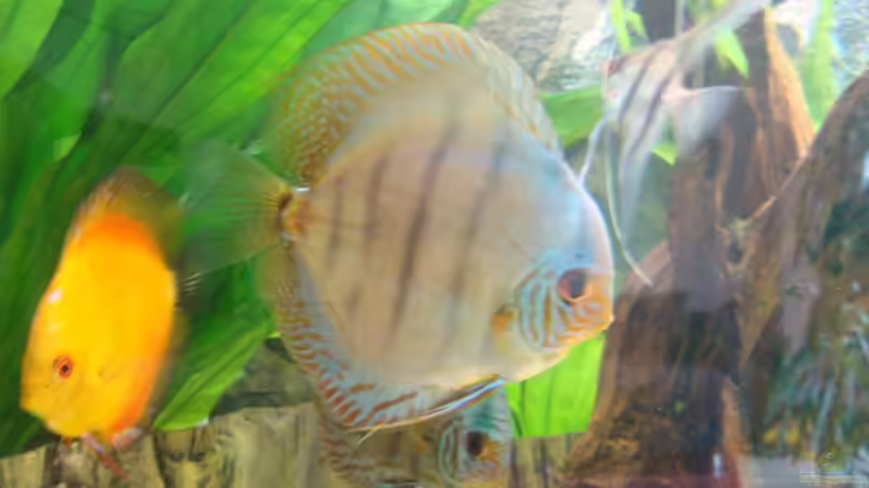 Besatz im Aquarium Becken 15331 von Jens Gebers (13)