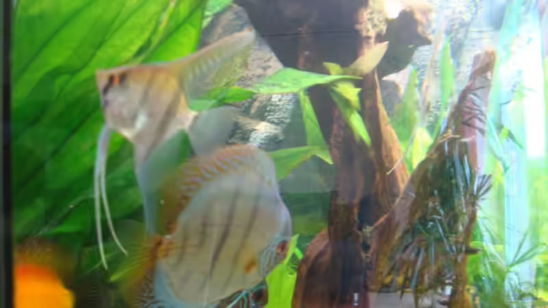 Besatz im Aquarium Becken 15331 von Jens Gebers (14)