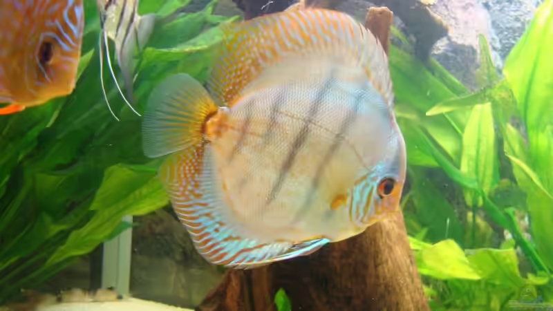 Besatz im Aquarium Becken 15331 von Jens Gebers (15)