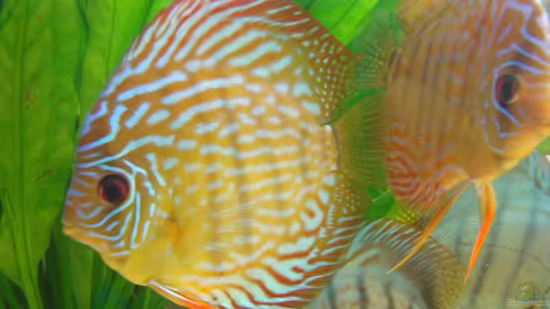 Besatz im Aquarium Becken 15331 von Jens Gebers (16)