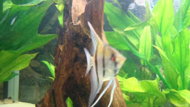 Besatz im Aquarium Becken 15331 von Jens Gebers (17)