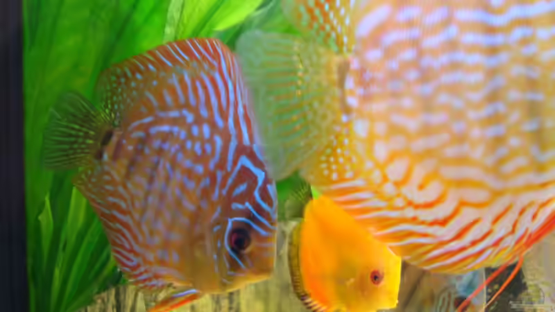 Besatz im Aquarium Becken 15331 von Jens Gebers (8)