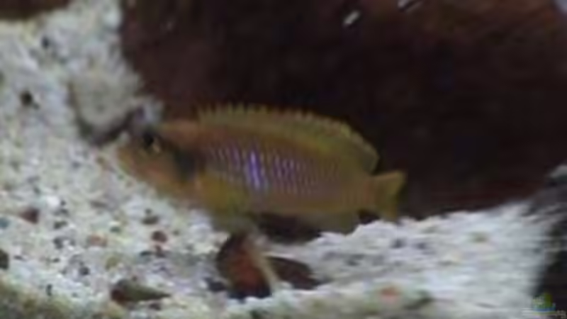 Besatz im Aquarium Becken 1534 von Martin Grimm (22)