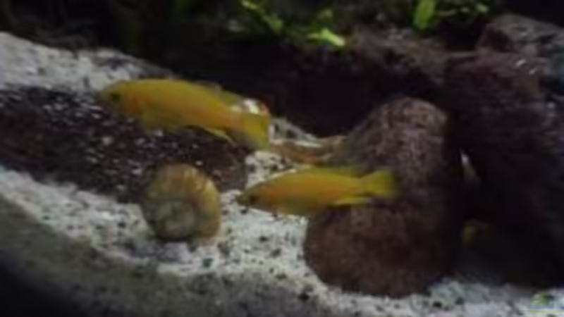 Besatz im Aquarium Becken 1534 von Martin Grimm (23)